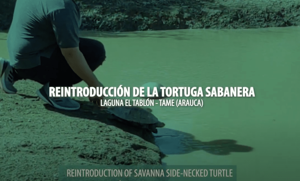  Release of Galapaga turtles – Tame, Arauca